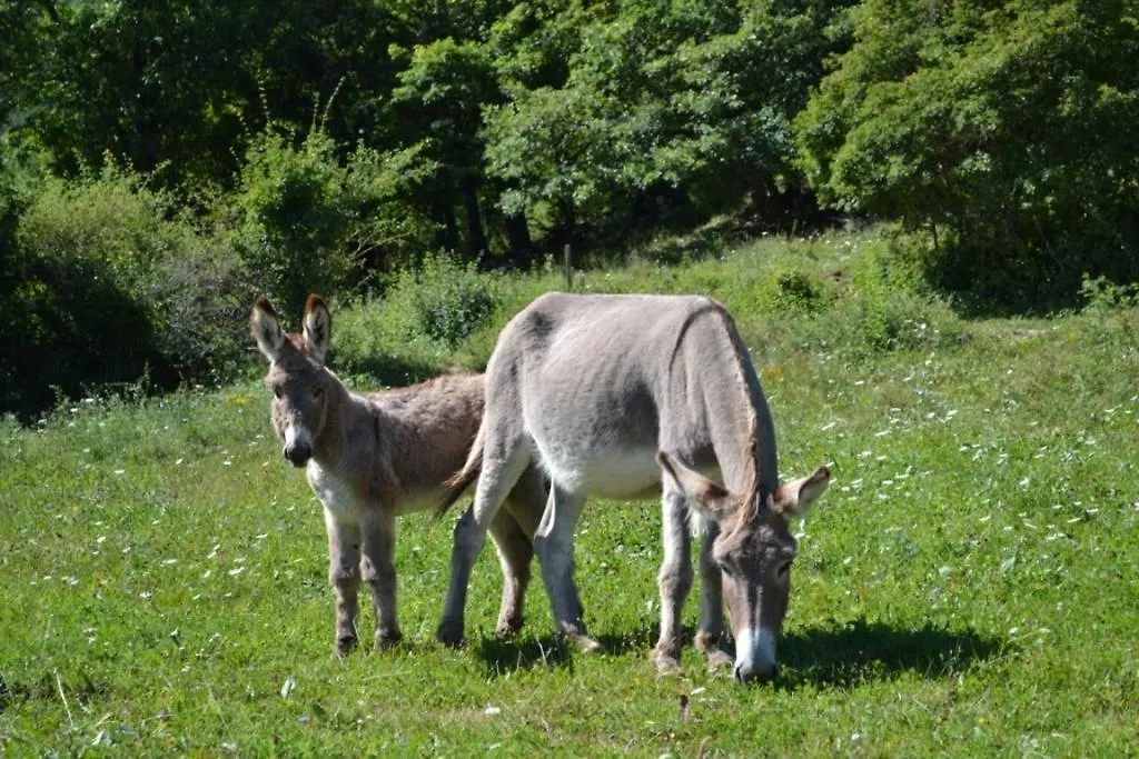 Gite Du Bout Du Monde La Bergerie Barrême